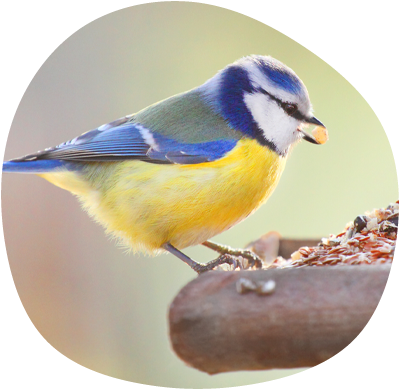 blue tit on a birdtable