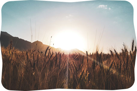 sunset behind long grass