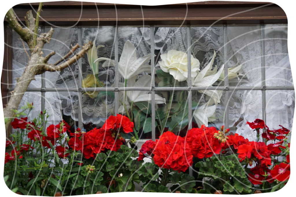 Red and white flowers on a windowsill in Buxton.