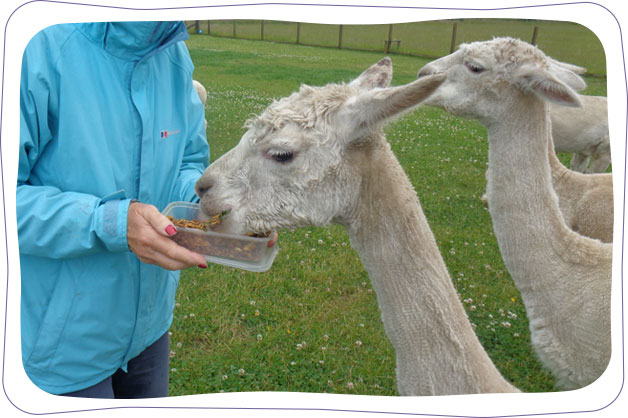 feeding-alpacas
