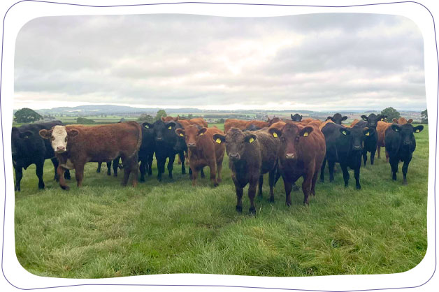 Herd of cows in a local field